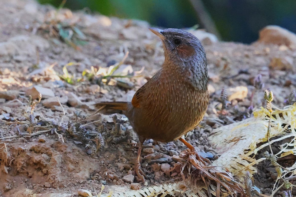 Streaked Laughingthrush - ML638207881