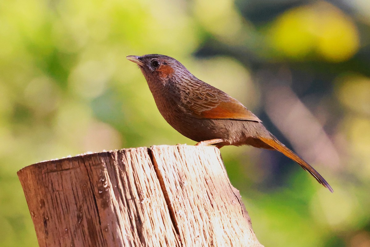 Streaked Laughingthrush - ML638207882