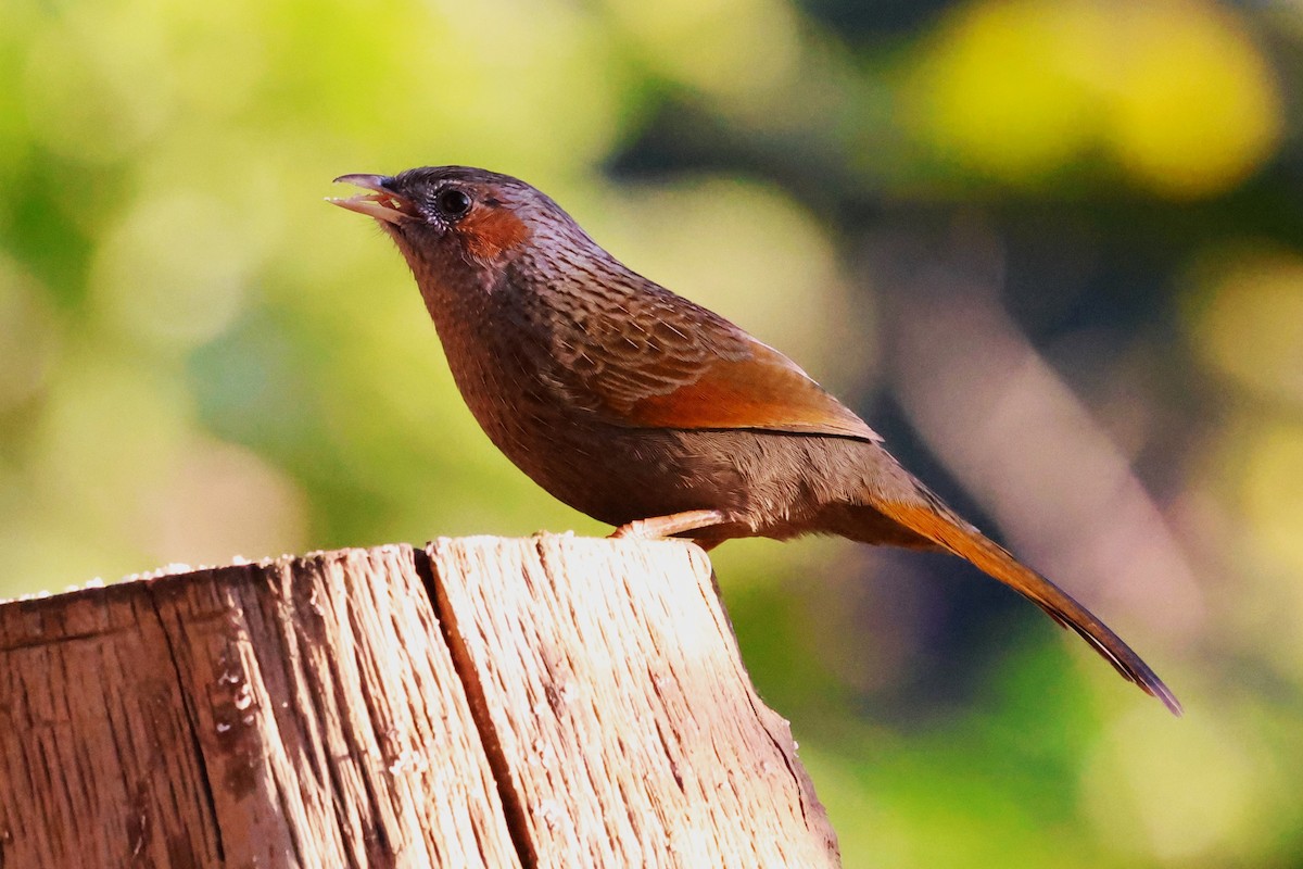 Streaked Laughingthrush - ML638207883