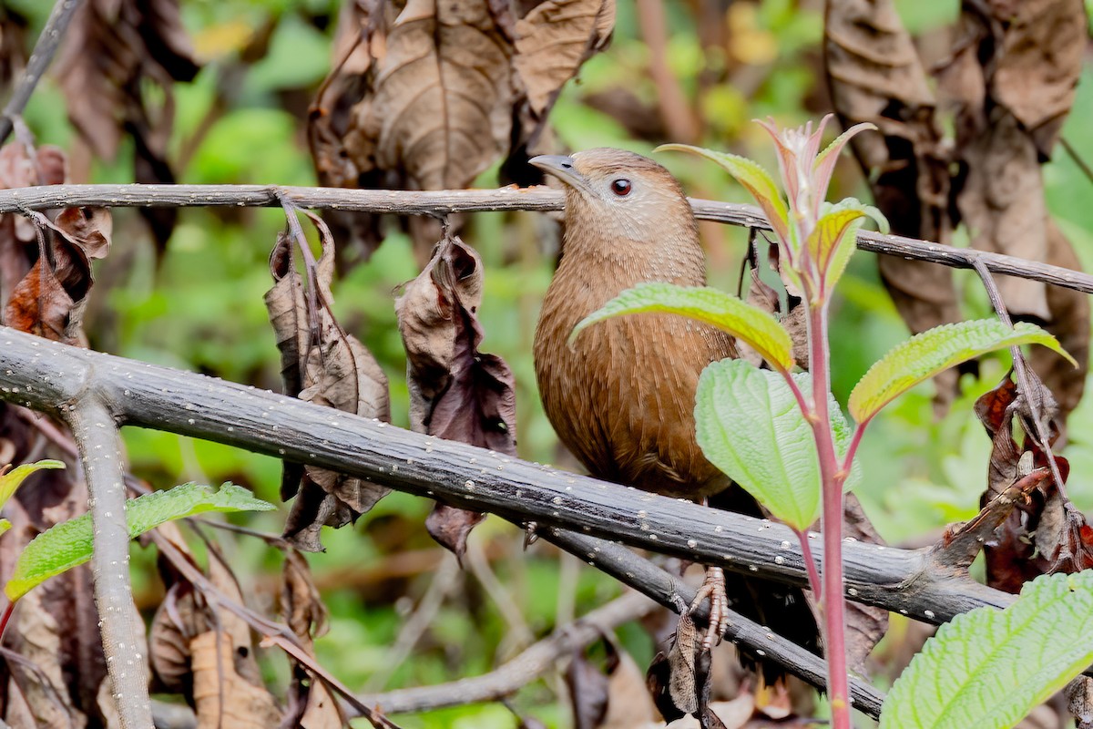 Bhutan Laughingthrush - ML638207889