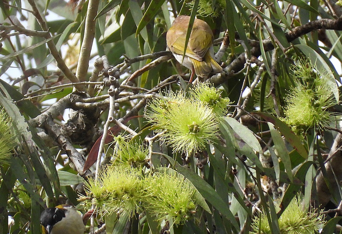 White-throated Honeyeater - ML638207916