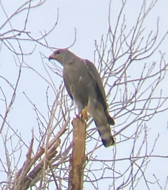 Gray Hawk - ML638207919