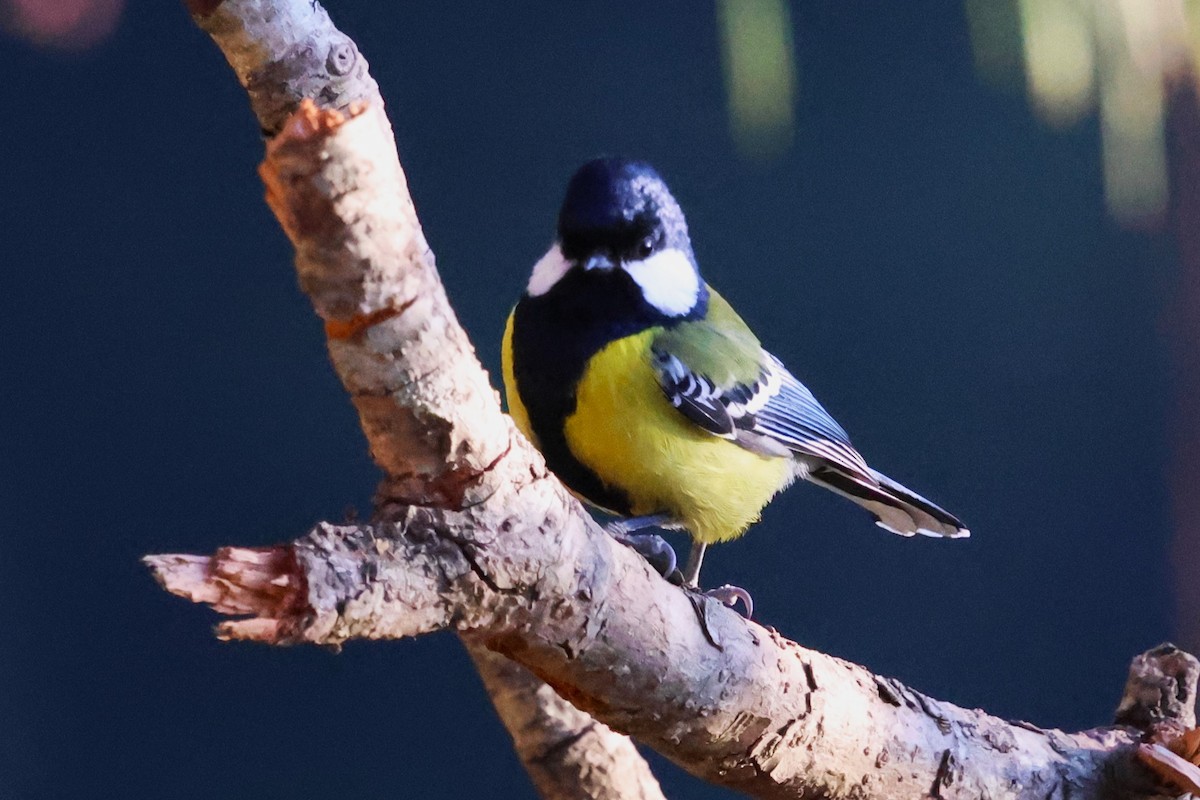 Green-backed Tit - ML638207920