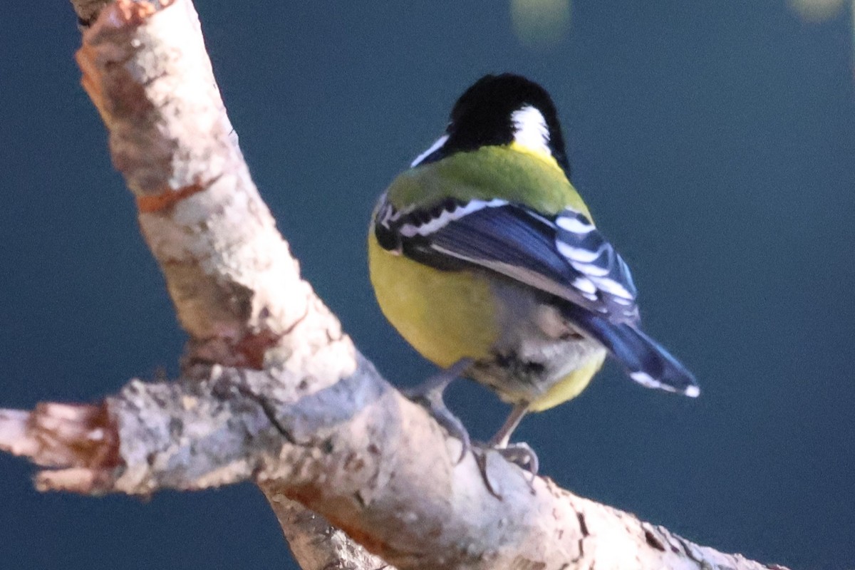 Green-backed Tit - ML638207921