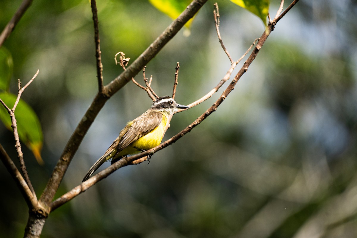Lesser Kiskadee - ML638207956