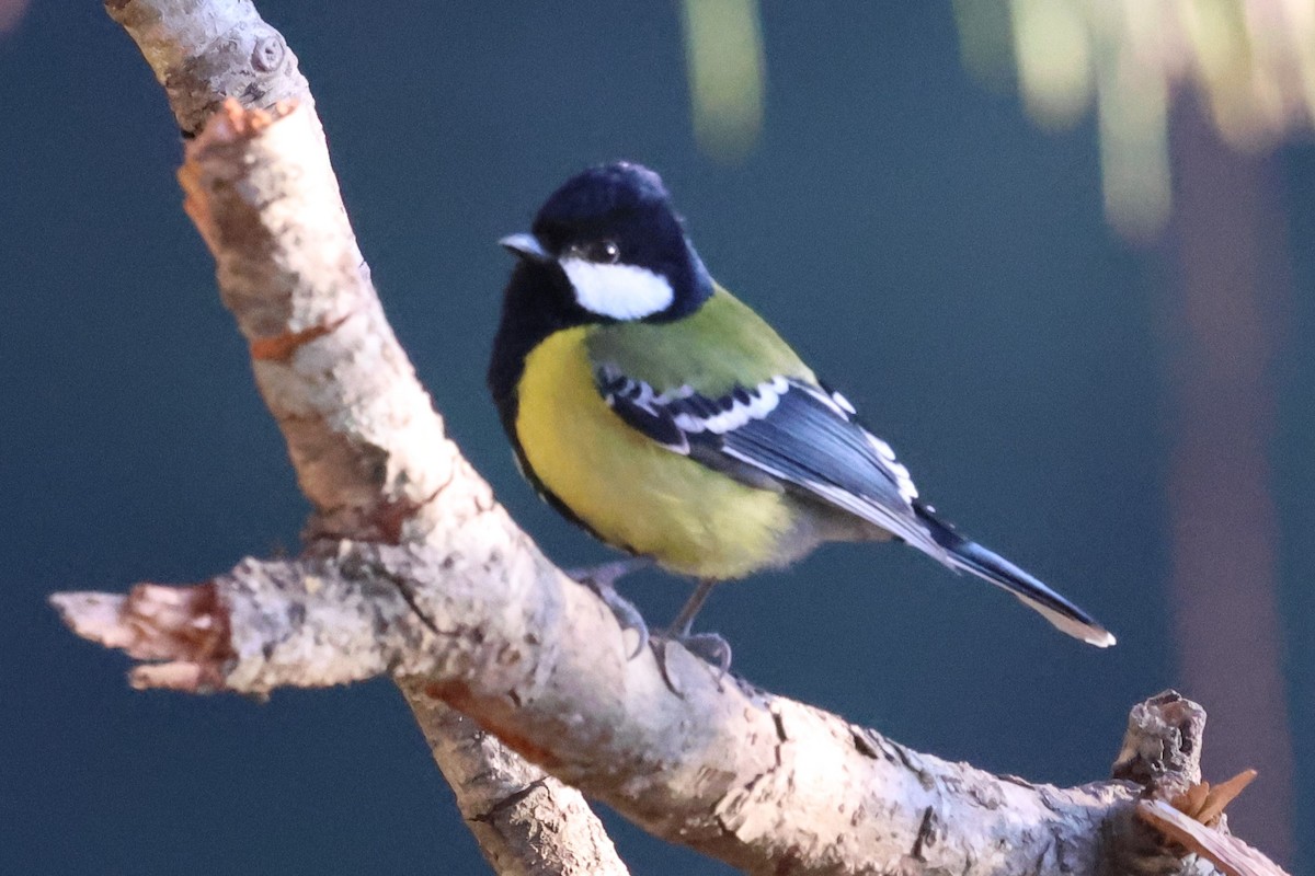 Green-backed Tit - ML638207958