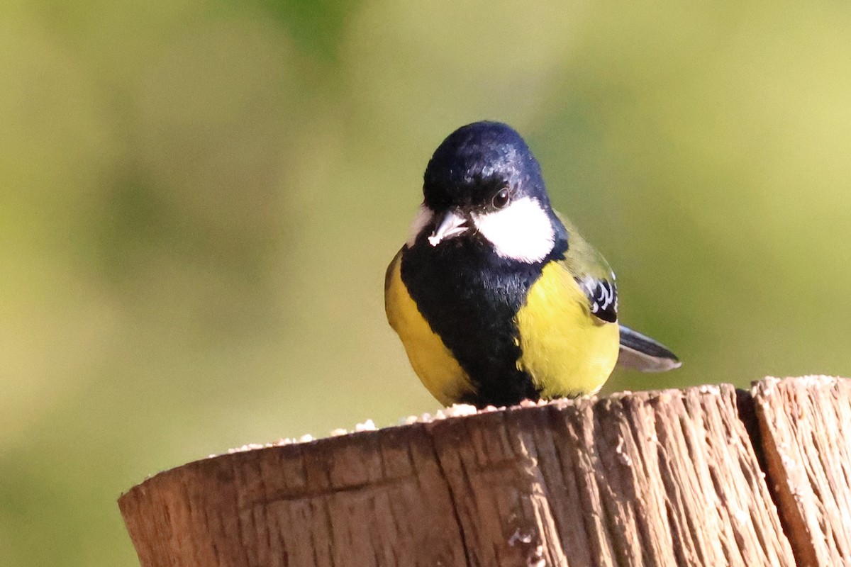 Green-backed Tit - ML638207959