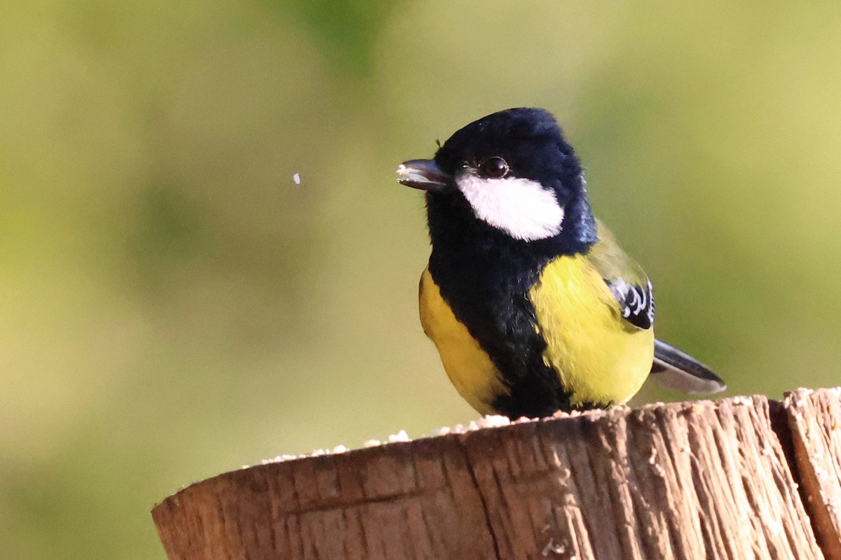 Green-backed Tit - ML638207970