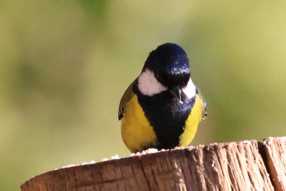 Green-backed Tit - ML638207971