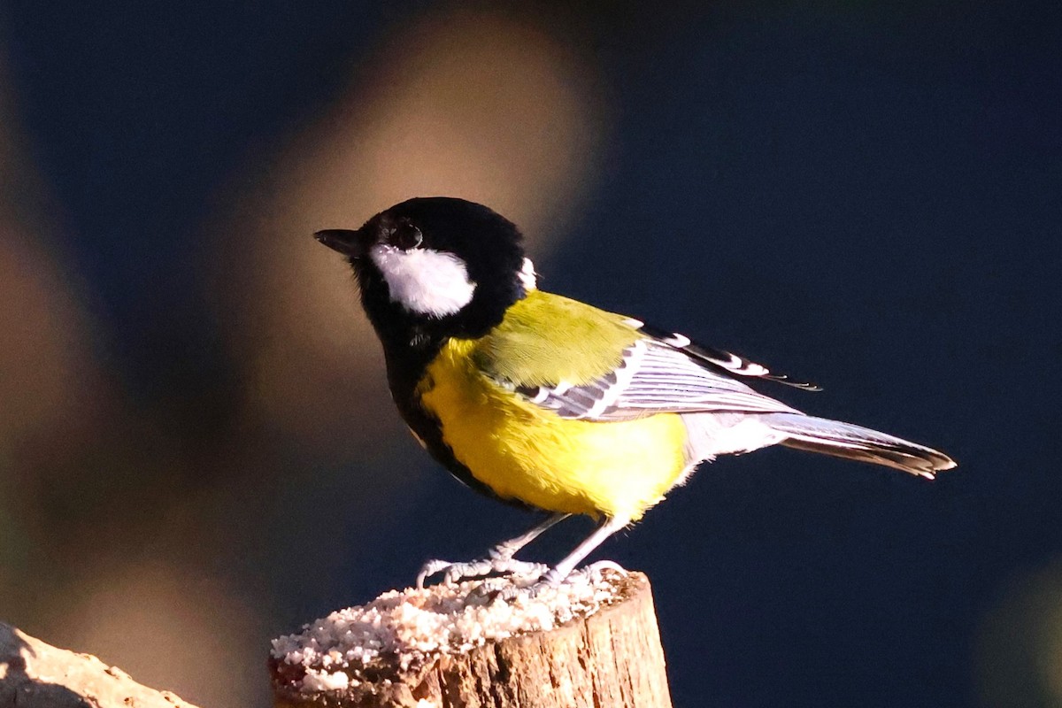 Green-backed Tit - ML638207980