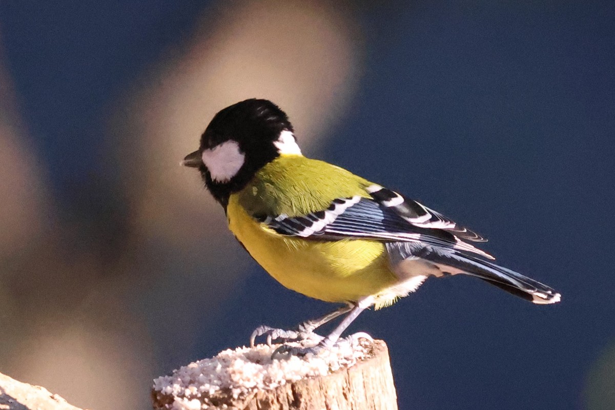 Green-backed Tit - ML638207981