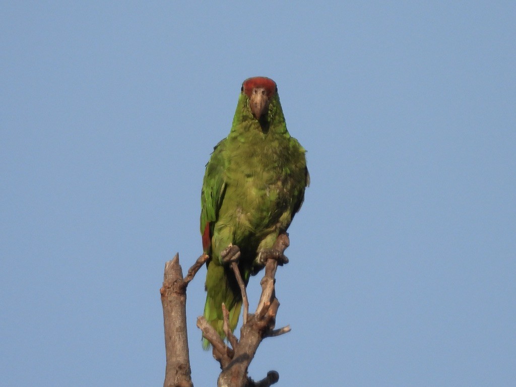 Red-crowned Amazon - ML638207988