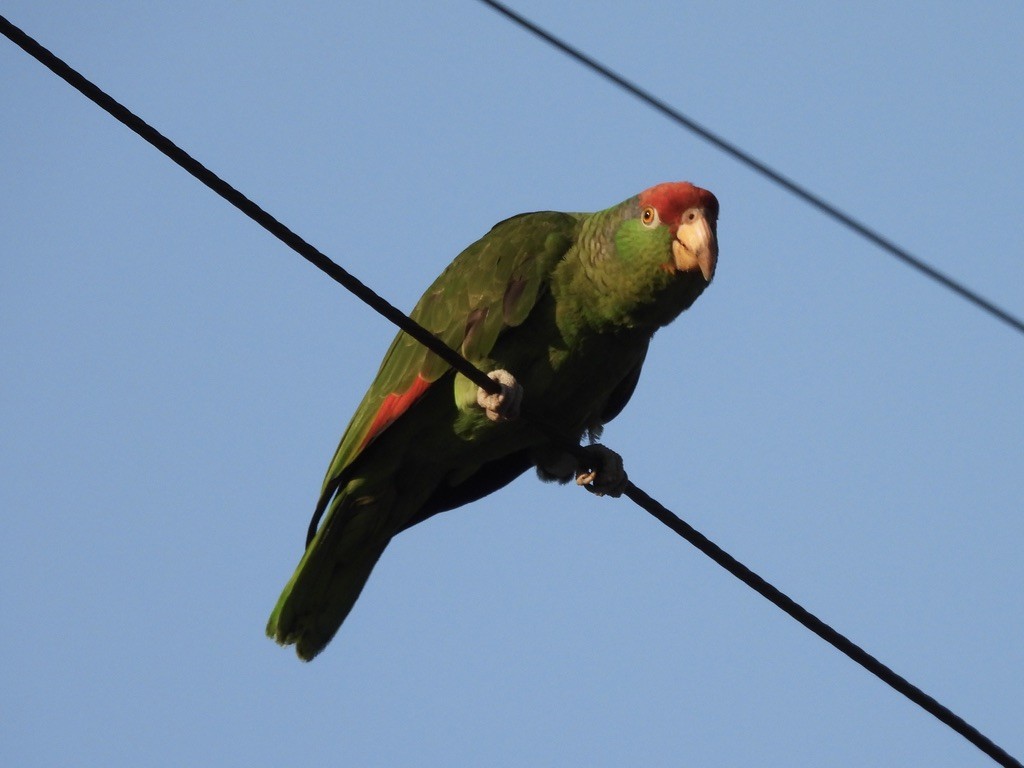 Red-crowned Amazon - ML638207989