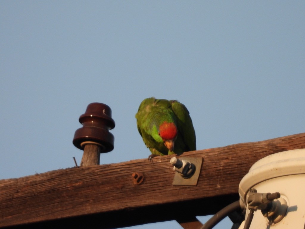 Red-crowned Amazon - ML638207990