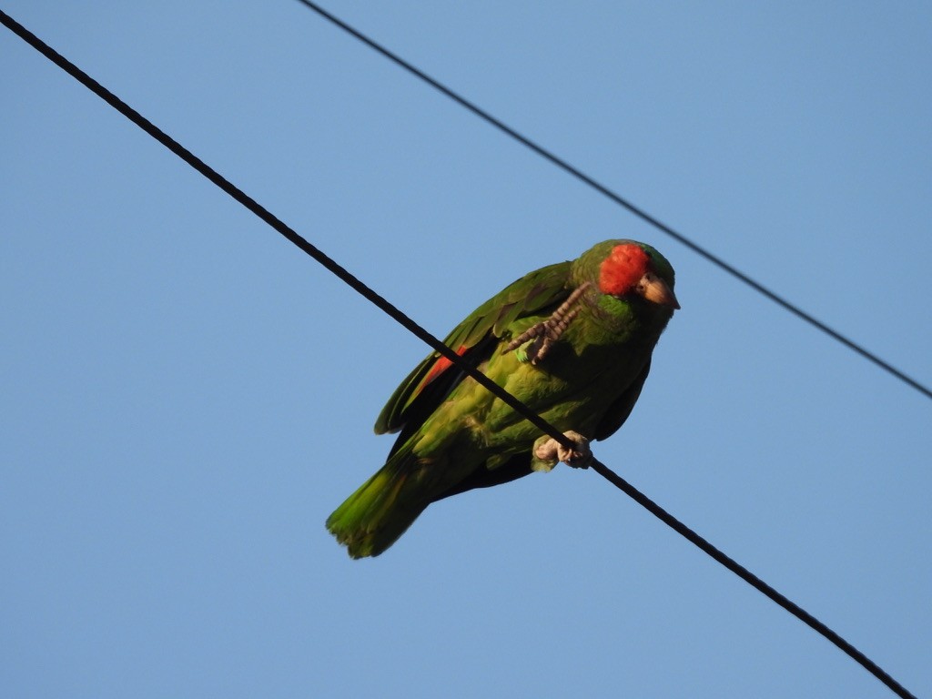 Red-crowned Amazon - ML638207991