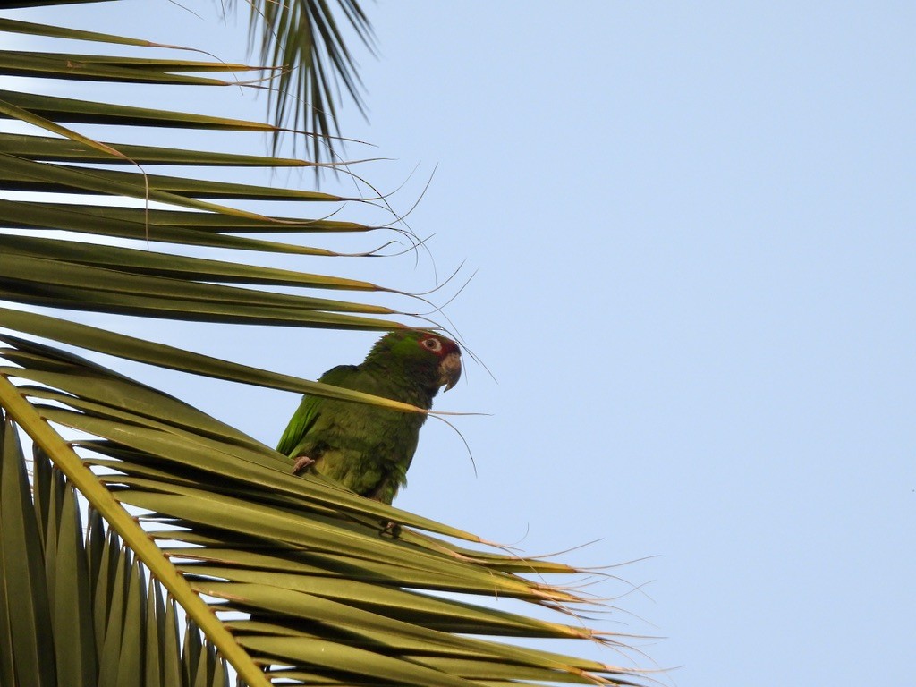 Red-crowned Amazon - ML638207992