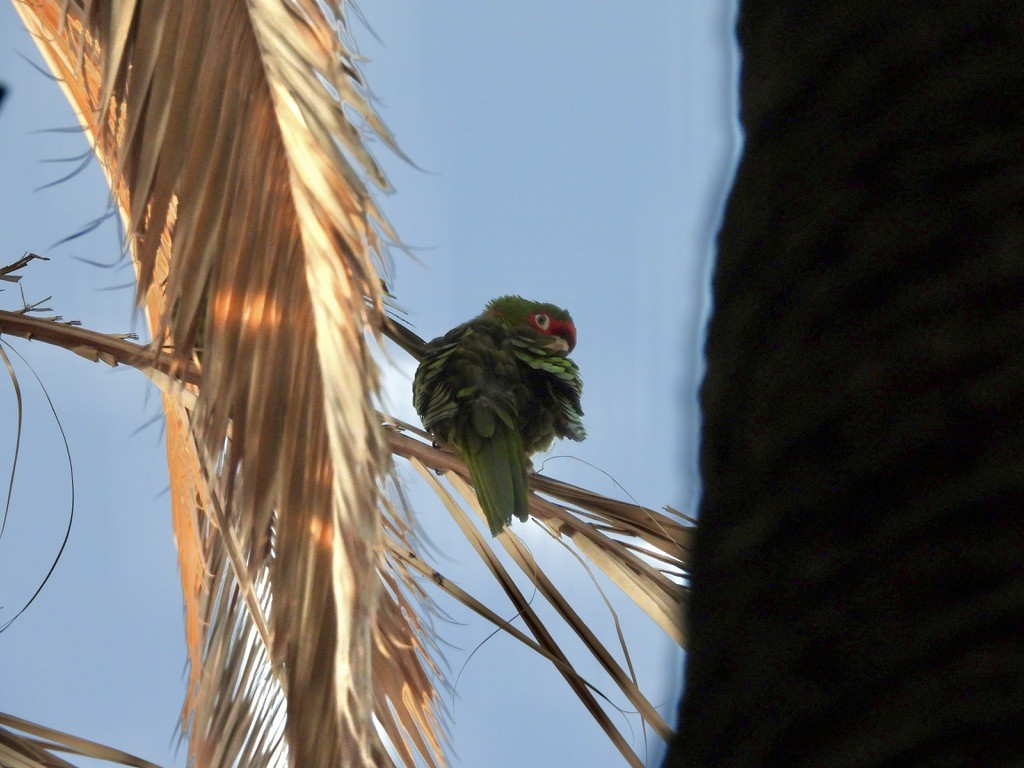 Red-crowned Amazon - ML638207993