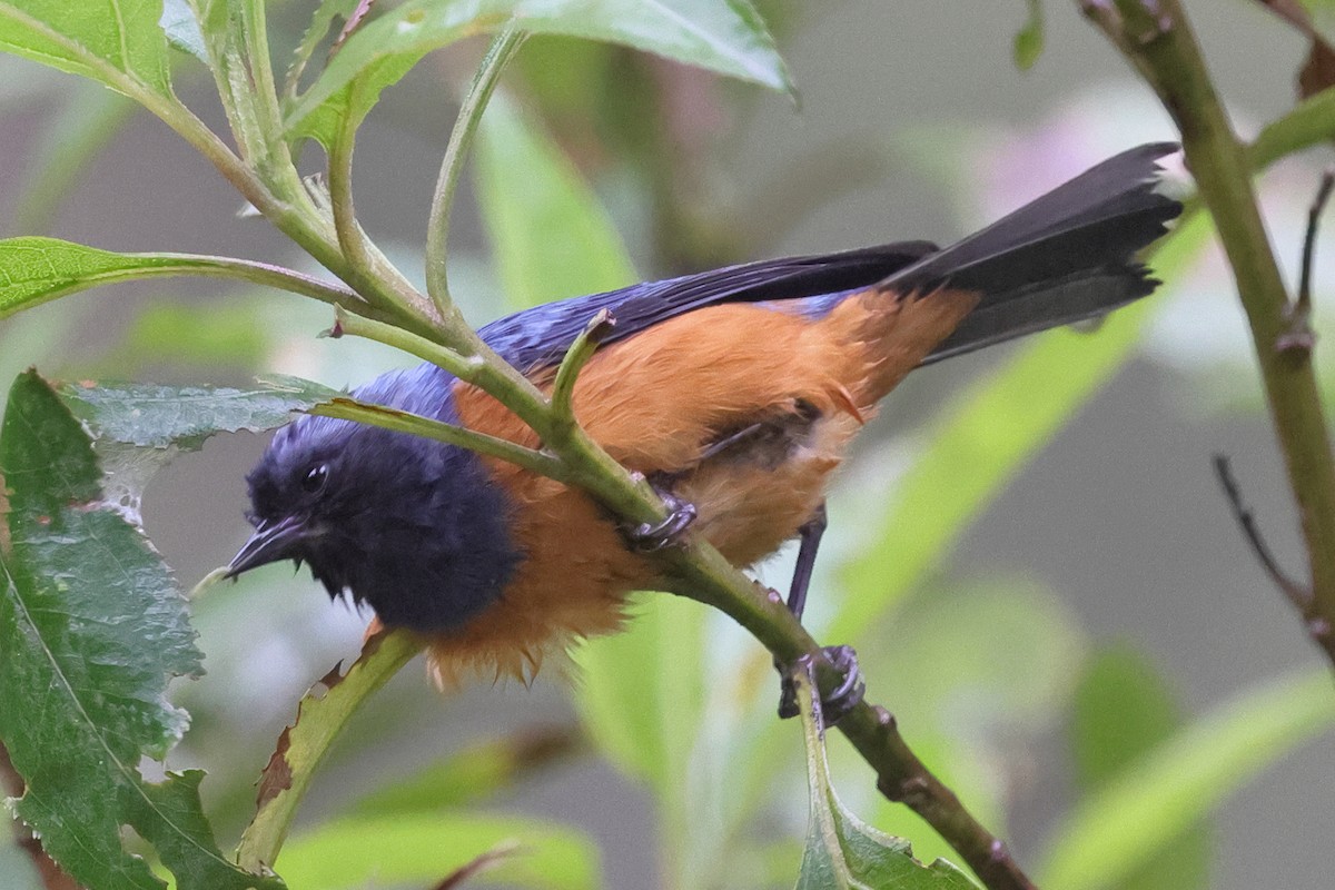 Blue-backed Conebill - ML638208004