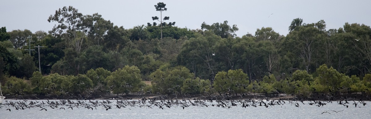 kormorán australský - ML638208008
