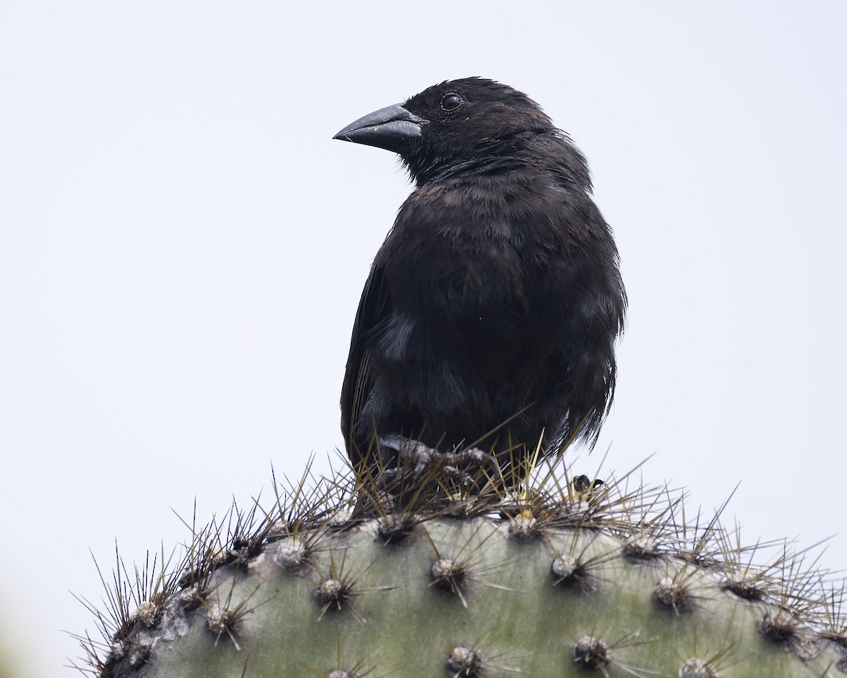 Common Cactus-Finch - ML638208038