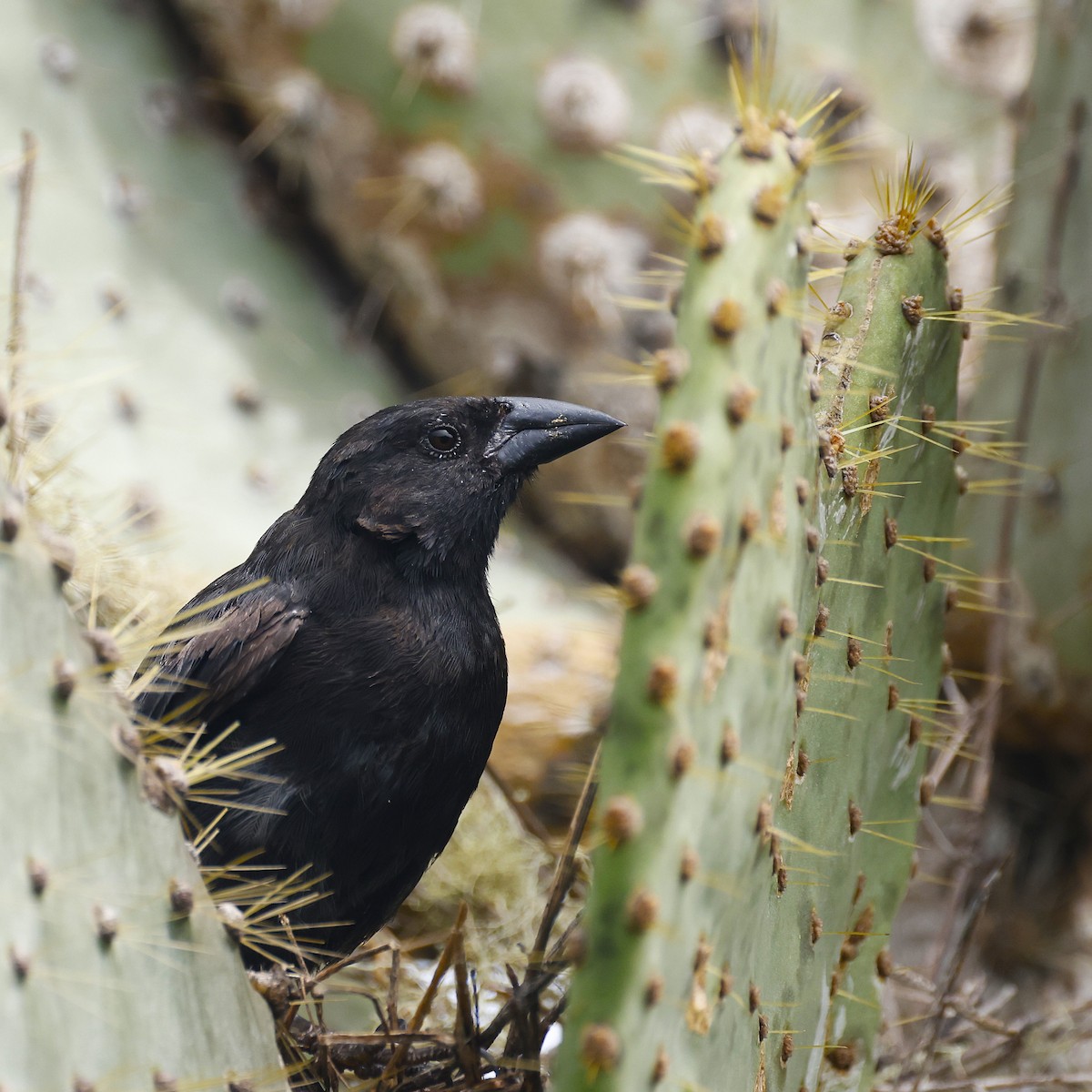 Common Cactus-Finch - ML638208039
