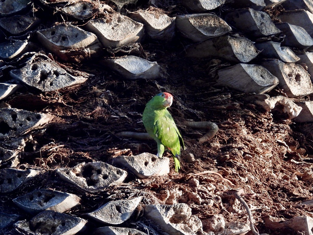 Red-crowned Amazon - ML638208057