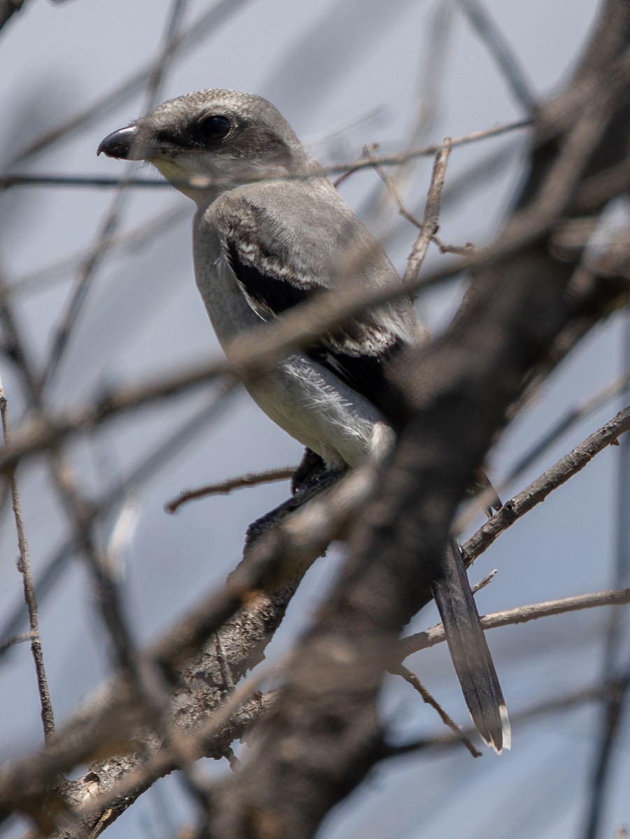Loggerhead Shrike - ML638208095