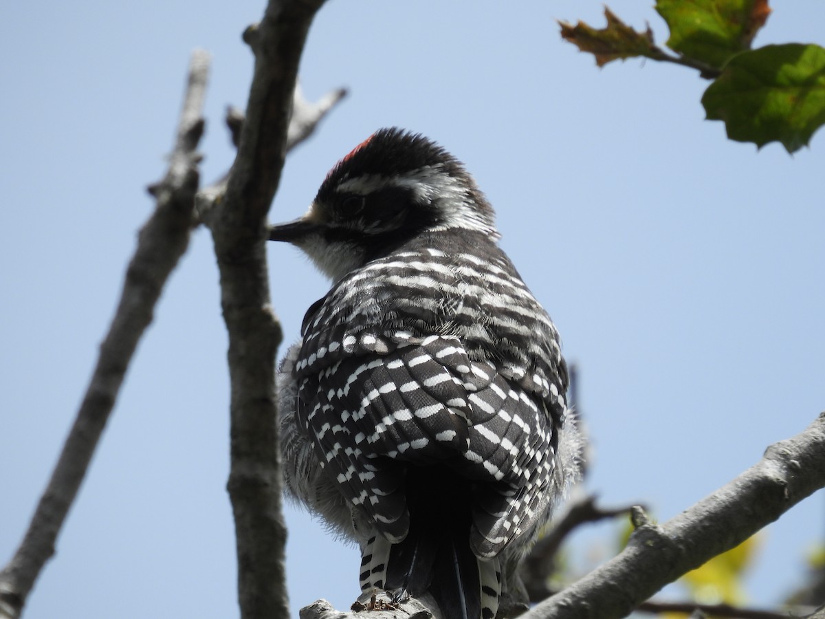 Nuttall's Woodpecker - ML638208125
