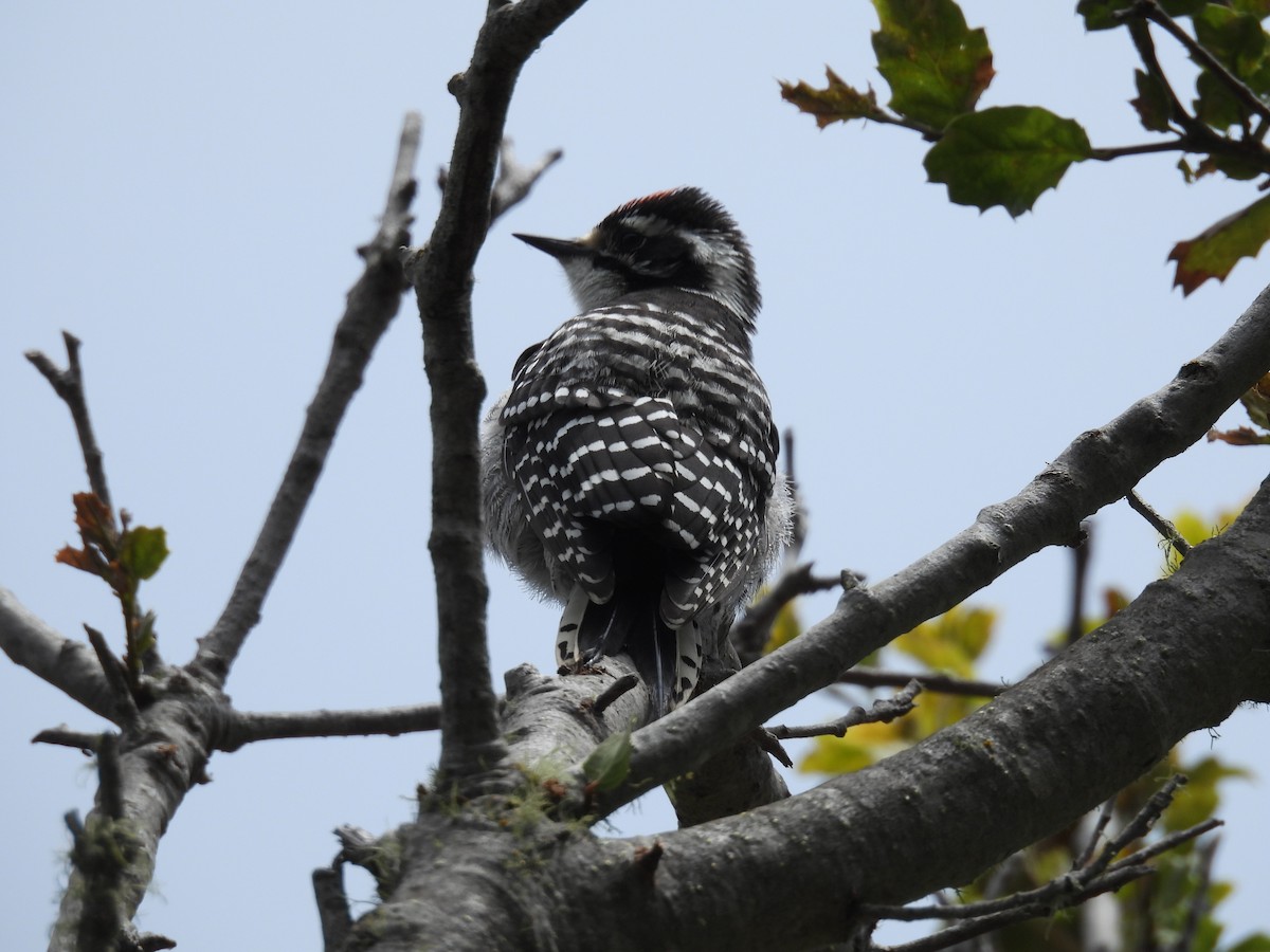 Nuttall's Woodpecker - ML638208126