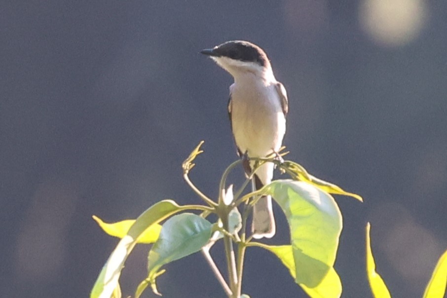 Bar-winged Flycatcher-shrike - ML638208135