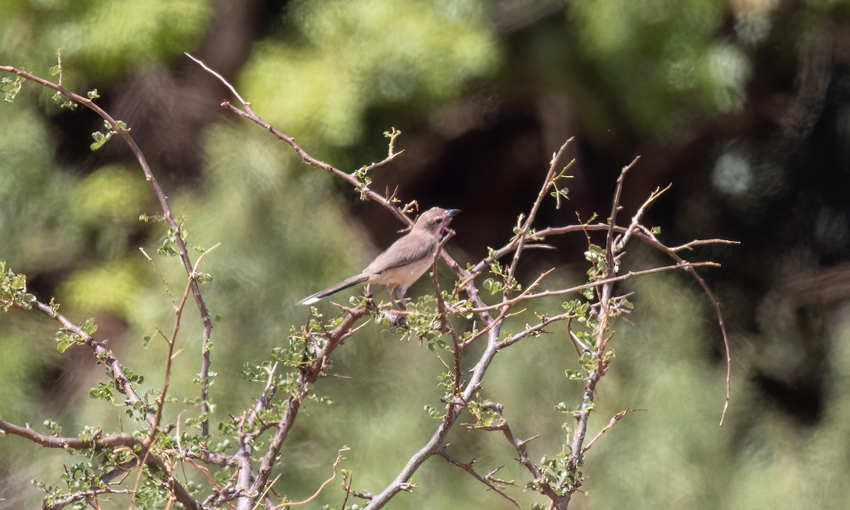 Rosy-patched Bushshrike - ML638208137
