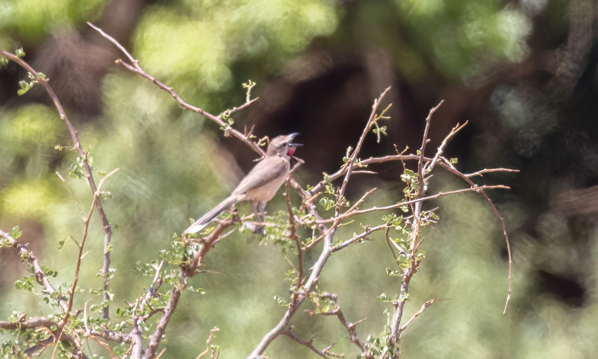 Rosy-patched Bushshrike - ML638208140