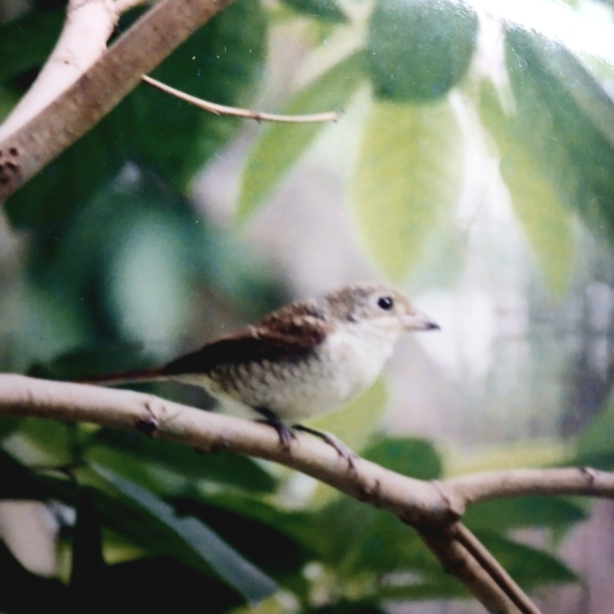 Tiger Shrike - ML638208144