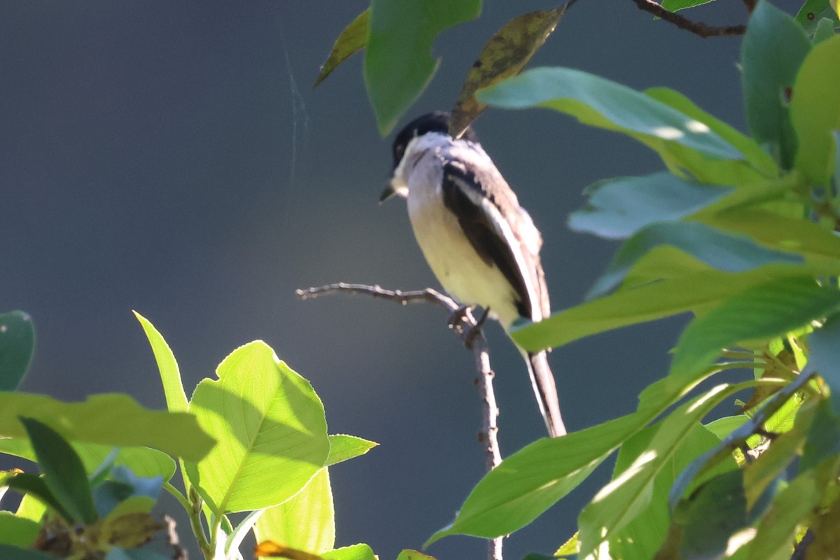 Bar-winged Flycatcher-shrike - ML638208146