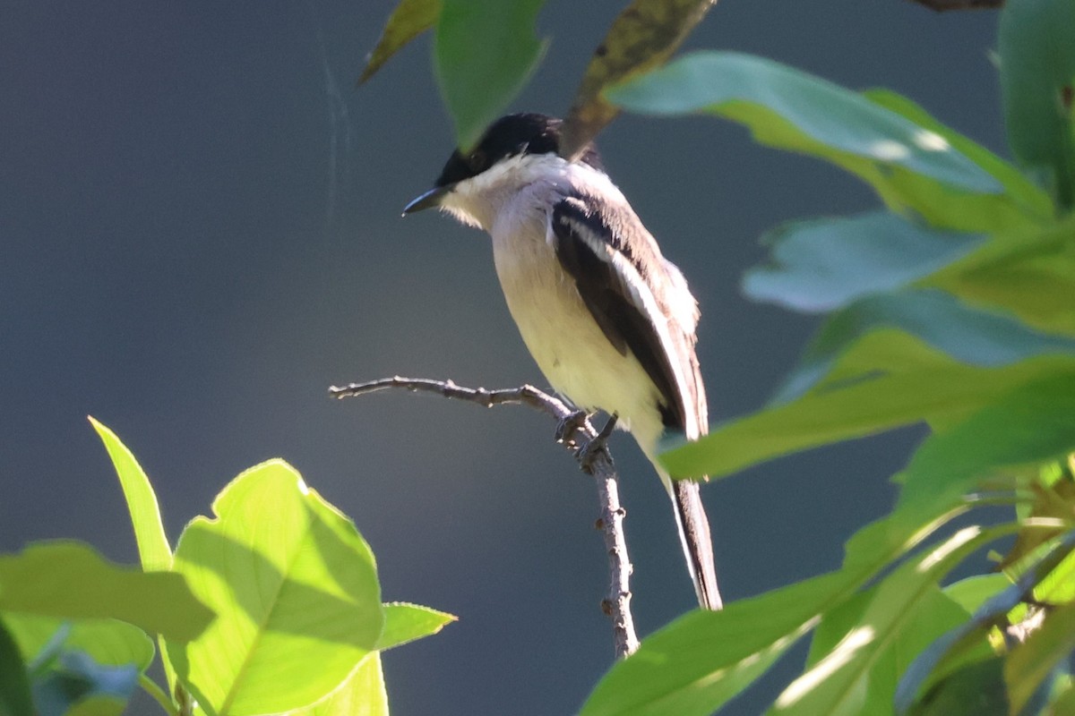 Bar-winged Flycatcher-shrike - ML638208147