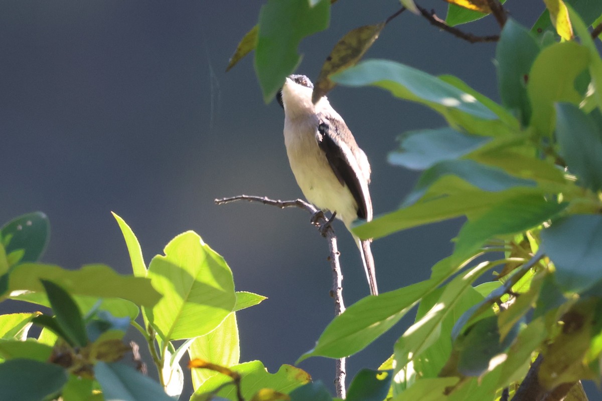 Bar-winged Flycatcher-shrike - ML638208148