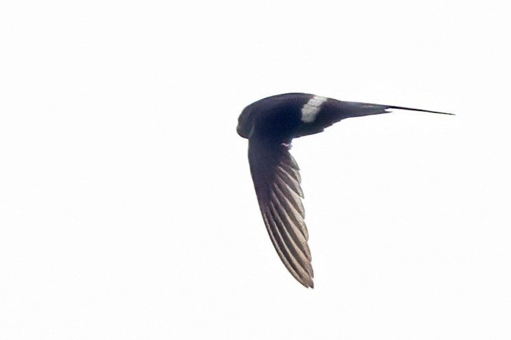 Blyth's Swift - ML638208177
