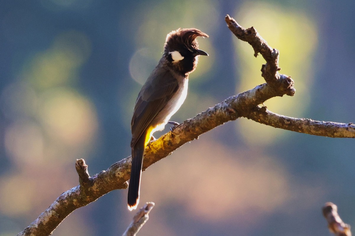 Himalayan Bulbul - ML638208179