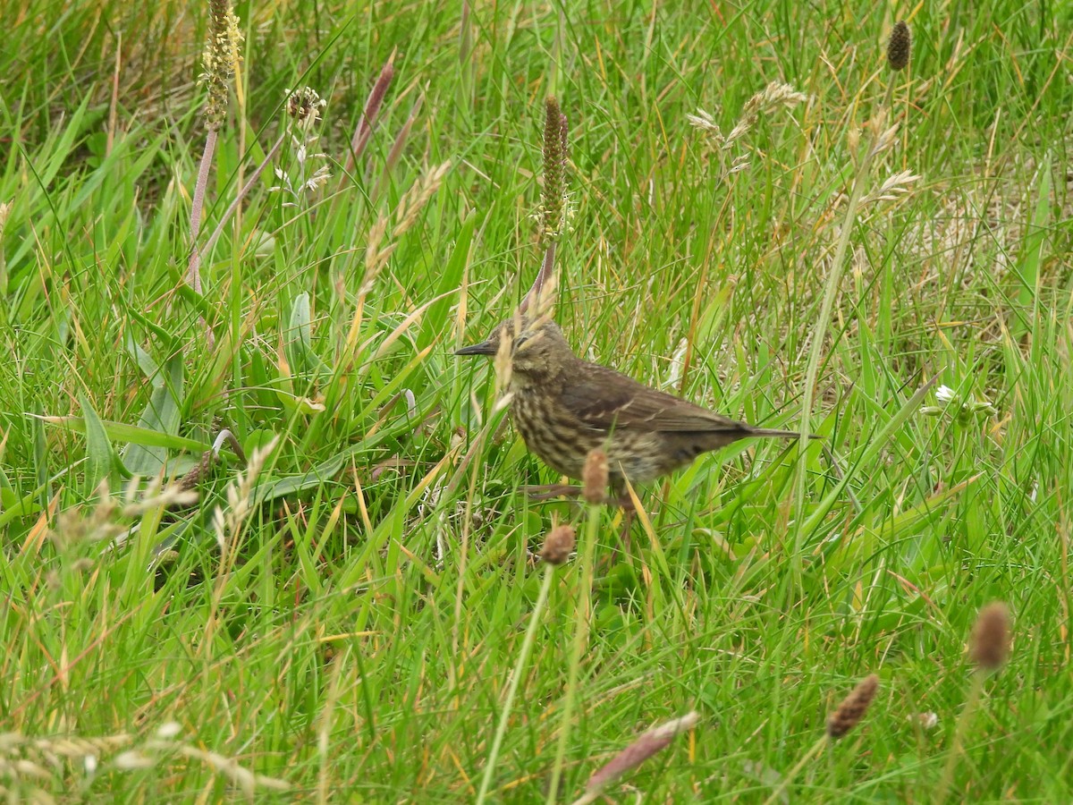 Rock Pipit - ML638208187