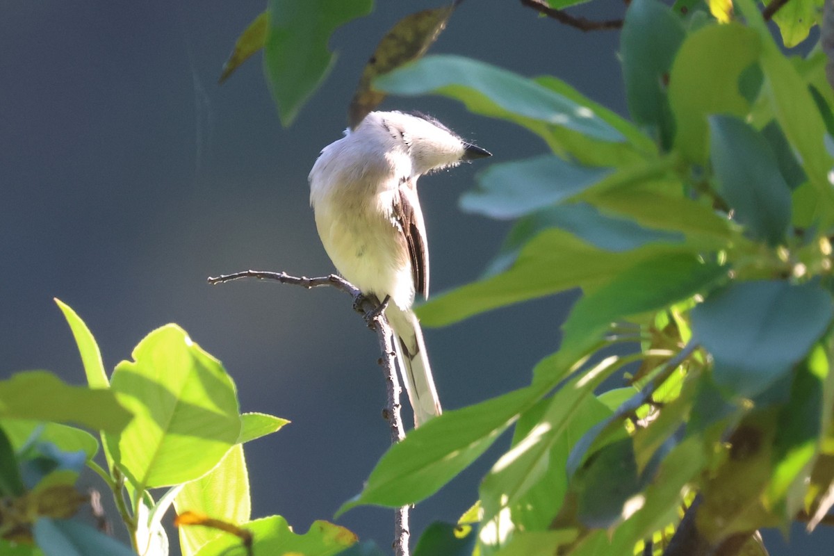 Bar-winged Flycatcher-shrike - ML638208199