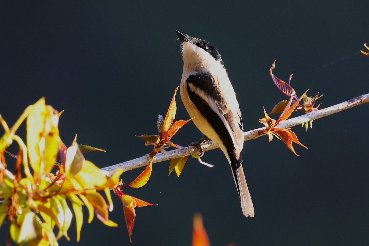 Bar-winged Flycatcher-shrike - ML638208200