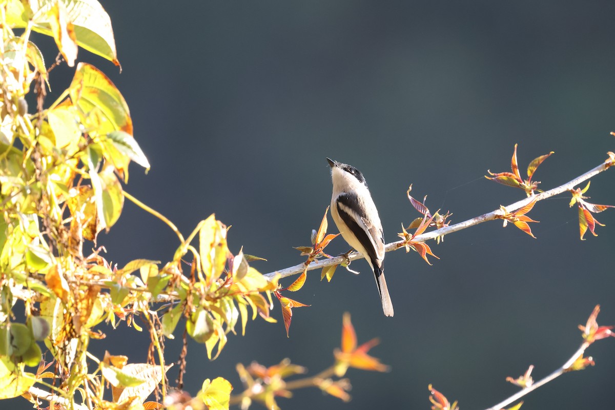 Bar-winged Flycatcher-shrike - ML638208208