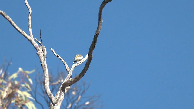 Yellow-plumed Honeyeater - ML638208216