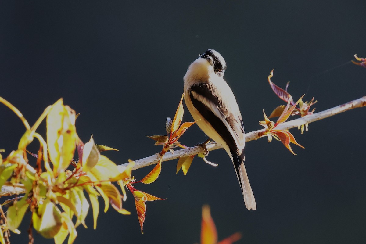 Bar-winged Flycatcher-shrike - ML638208221