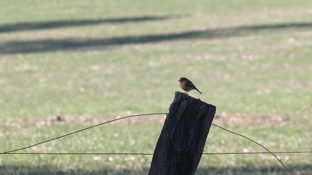 Scarlet Robin (Campbell's) - ML638208225