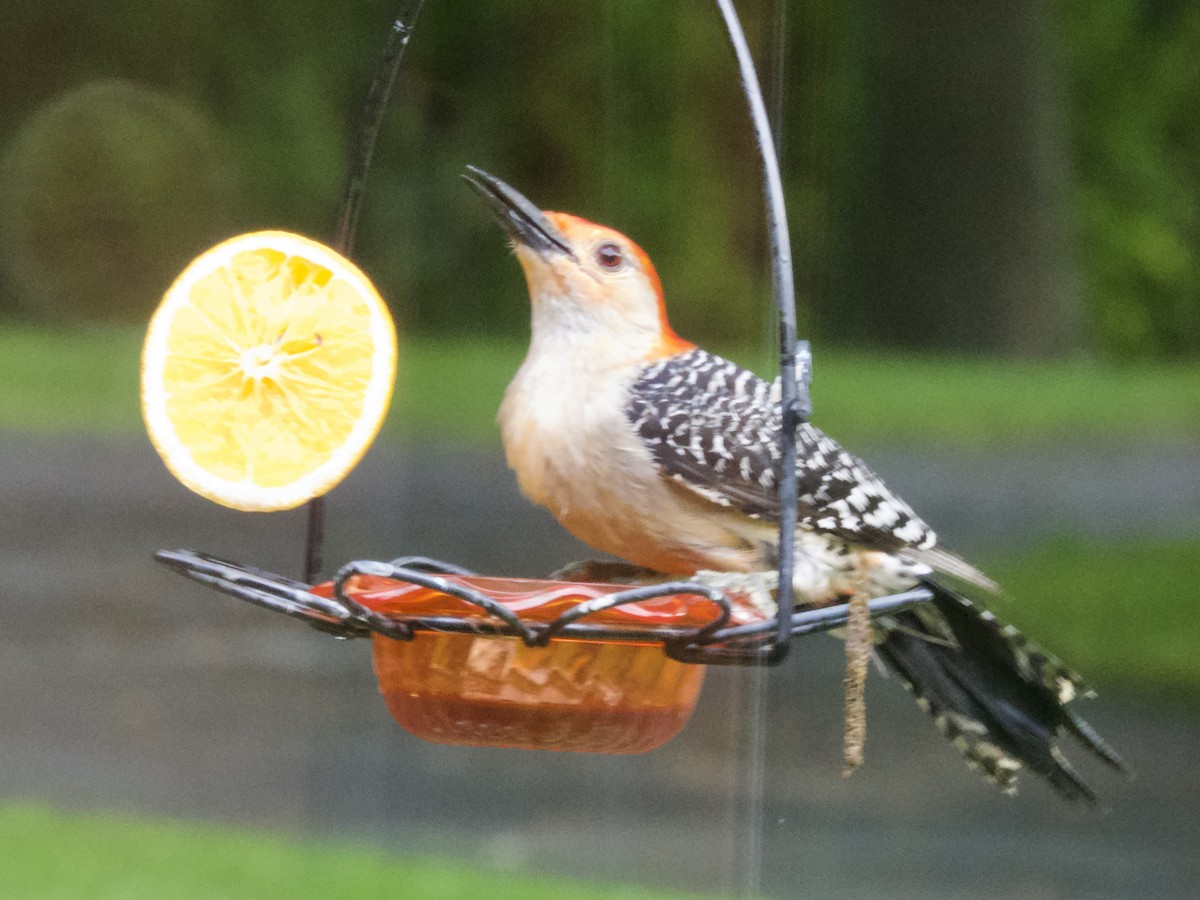 Red-bellied Woodpecker - ML638208243
