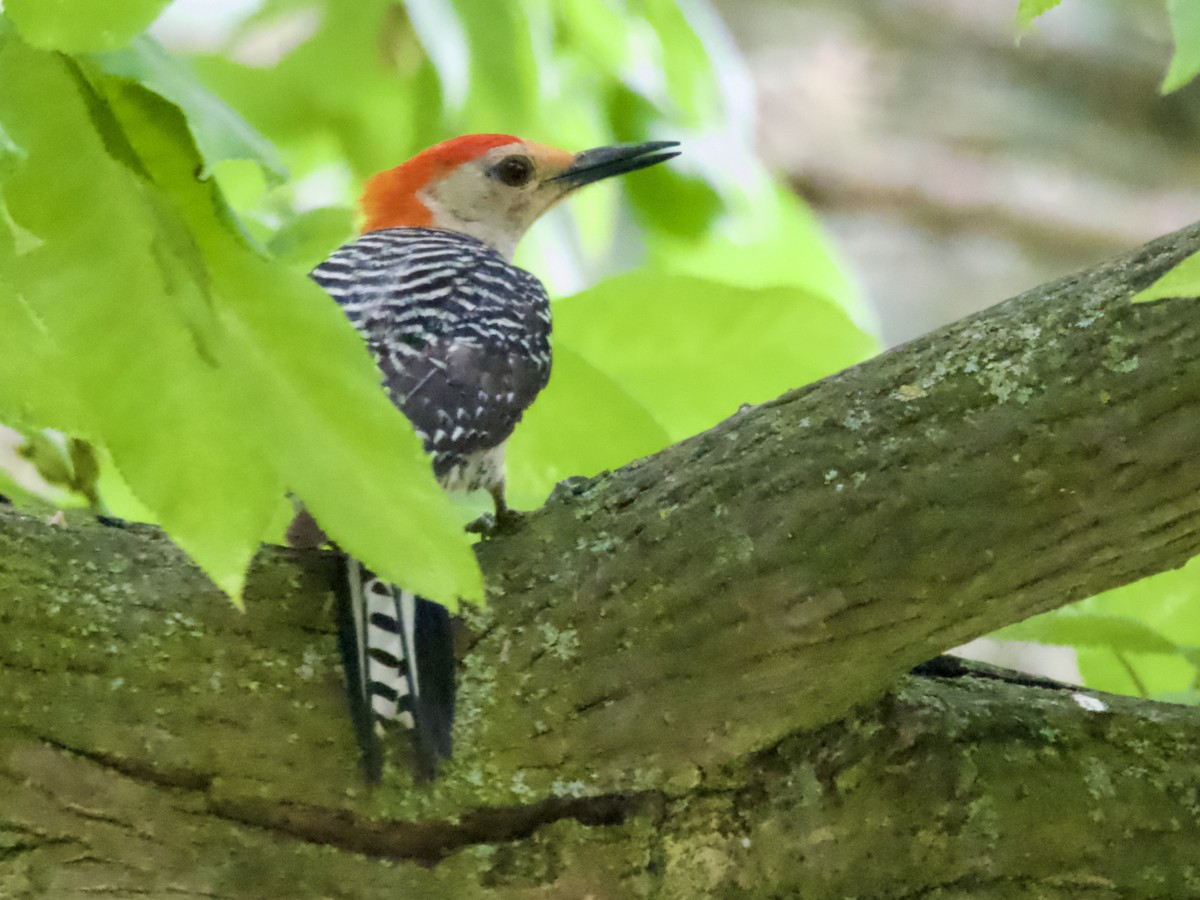 Red-bellied Woodpecker - ML638208244