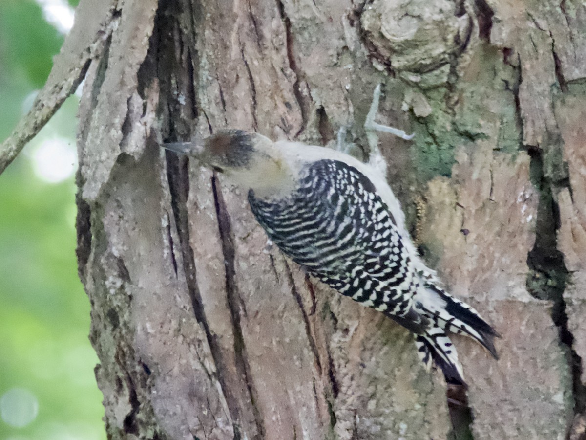 Red-bellied Woodpecker - ML638208245