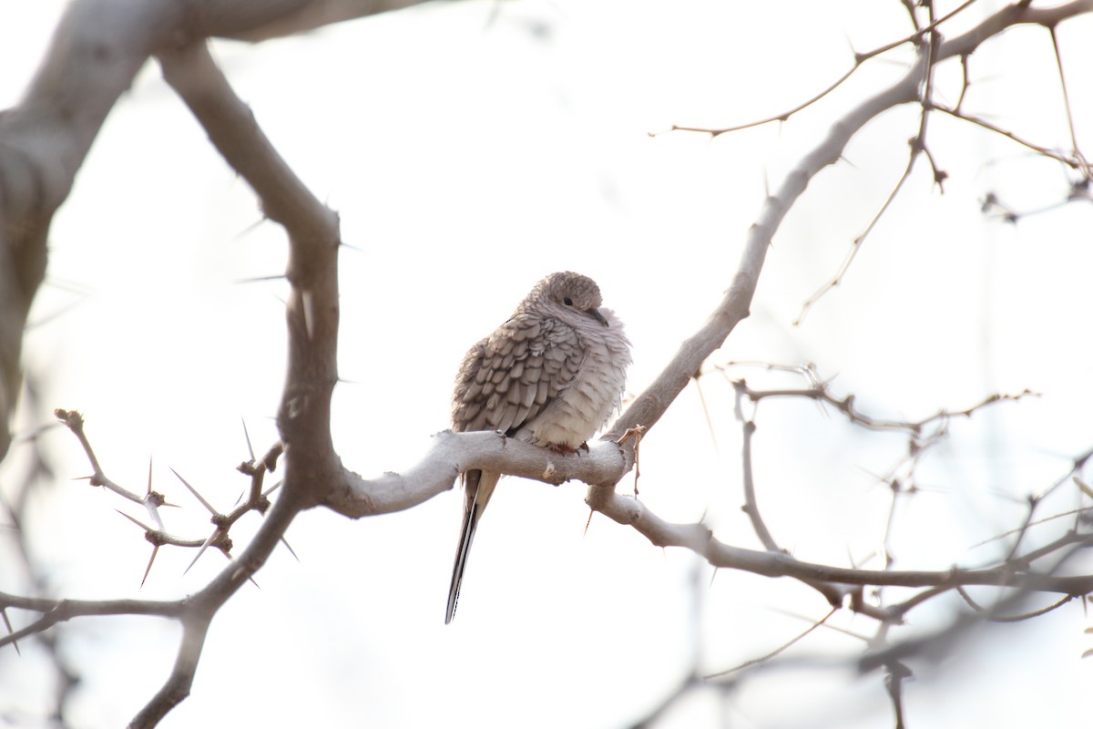 Inca Dove - ML638208249