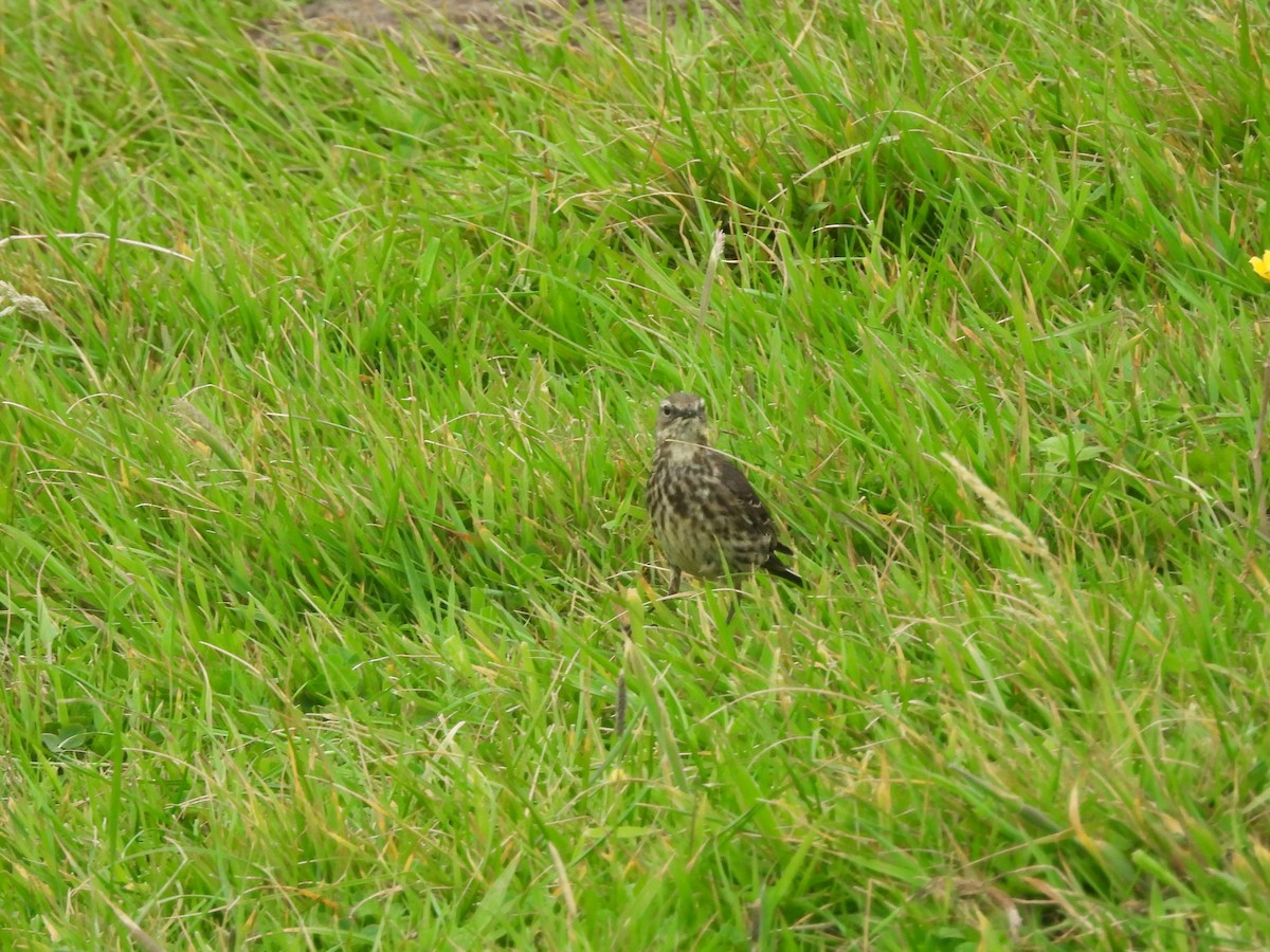 Rock Pipit - ML638208252
